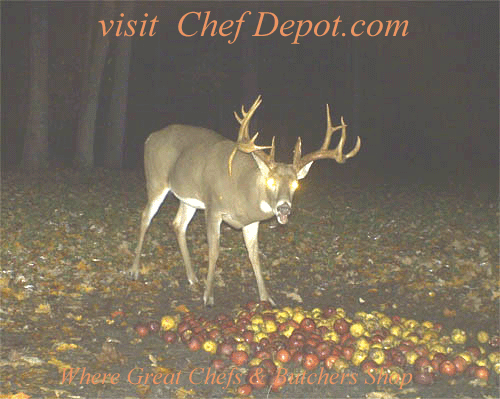 This buck was caught on camera click on it for Deer Processing Tools